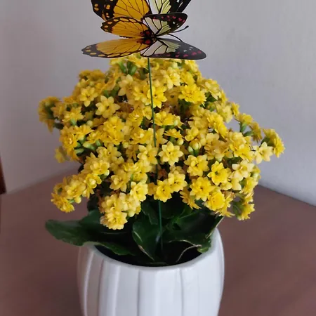 Appartamento Tonci *